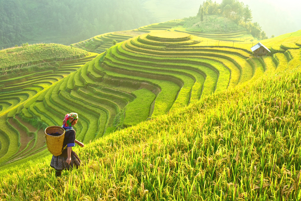 Risodling i Vietnam. Jordbruksmark – läromedel i geografi åk 4–6